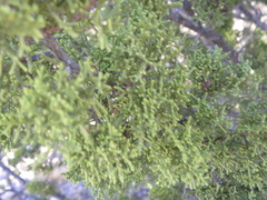 Juniperus pinchotii