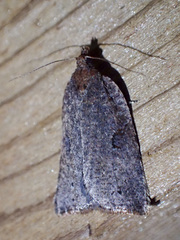 Meritastis polygraphana