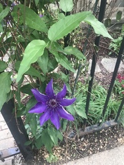 Clematis