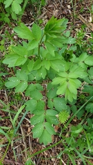 Thalictrum simplex
