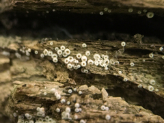 Flagelloscypha minutissima