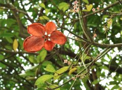 Sterculia lanceolata