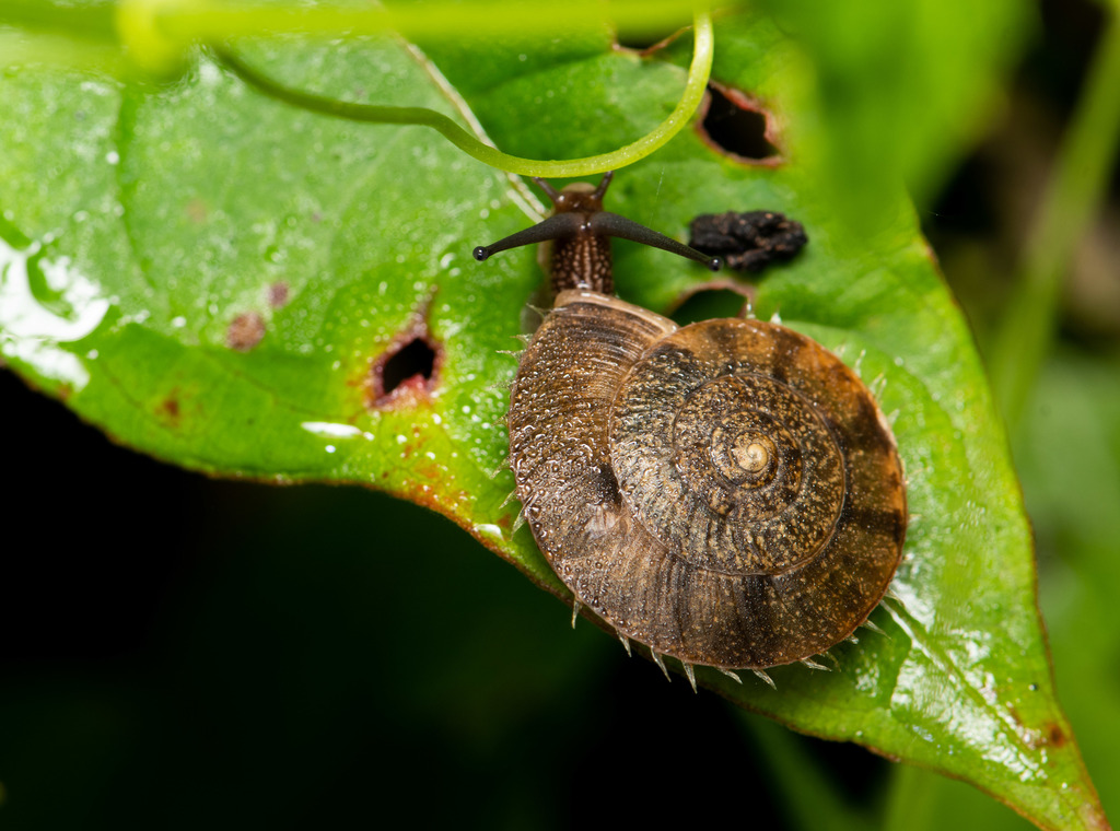 Aegista impexa