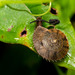薄盾蝸牛 - Photo 由 Liu JimFood 所上傳的 (c) Liu JimFood，保留部份權利CC BY-NC