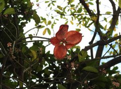 Sterculia lanceolata