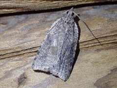 Meritastis polygraphana