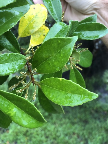 Symplocos cochinchinensis iNat (2)
