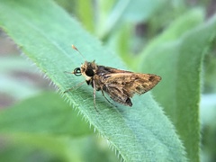 Hylephila phyleus