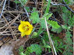 Calochortus monophyllus