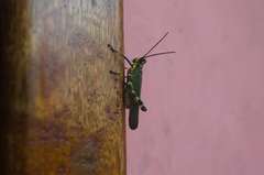 Chromacris psittacus pacificus