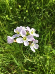 Cardamine pratensis