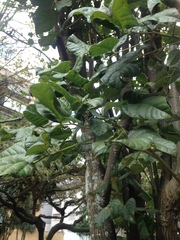 Erythrina rubrinervia