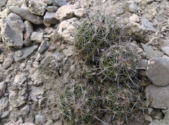 Coryphantha delicata