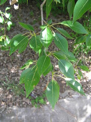 Populus simonii
