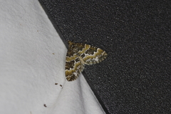 Electrophaes corylata