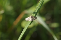 Emmiltis pygmaearia