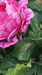 Bombus hypnorum