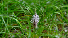 Plantago media
