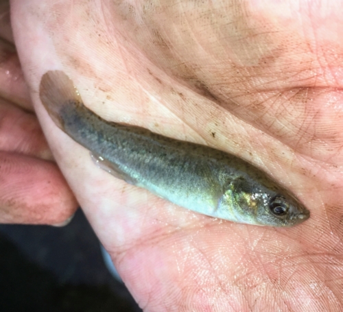 Fundulus pulvereus