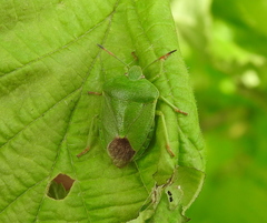 Palomena viridissima