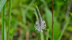 Plantago media