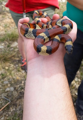 Lampropeltis gentilis