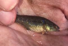 Dormitator maculatus