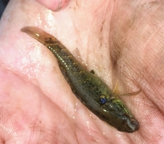 Dormitator maculatus