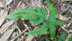 Tectaria phaeocaulis