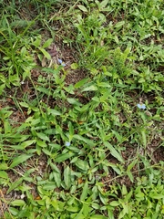 Commelina erecta image