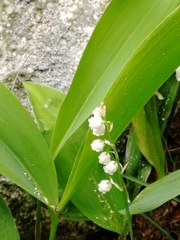 Convallaria majalis