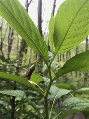 Scopolia carniolica
