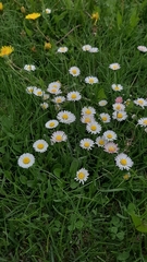 Bellis perennis