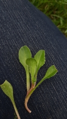Bellis perennis