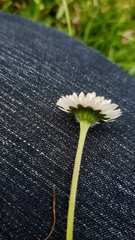 Bellis perennis