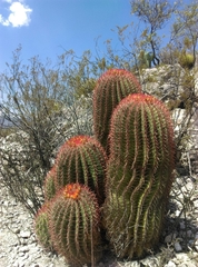 Ferocactus pilosus