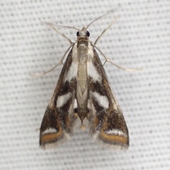 Chrysendeton imitabilis