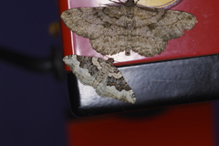 Epirrhoe galiata