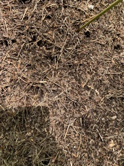 Formica polyctena × rufa