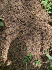 Formica polyctena × rufa