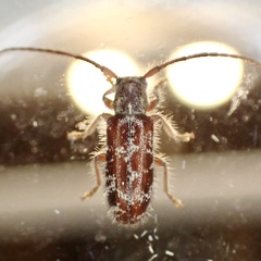 Eupogonius tomentosus