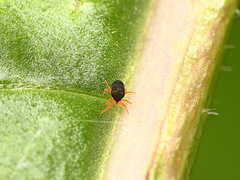 Halotydeus destructor