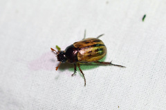 Anomala flavipennis