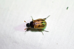 Anomala flavipennis