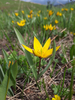 Tulipa sylvestris - Photo (c) ritaxanka, some rights reserved (CC BY-NC)