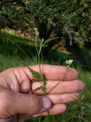 Anthriscus caucalis
