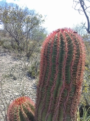 Ferocactus pilosus
