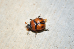 Bolbocerosoma biplagiatum