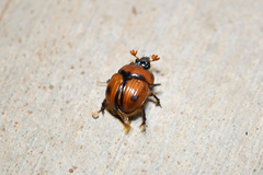 Bolbocerosoma biplagiatum