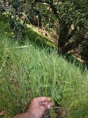 Anthriscus caucalis